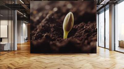 A sprouting seed emerging from dark soil, symbolizing growth and new beginnings. Wall mural