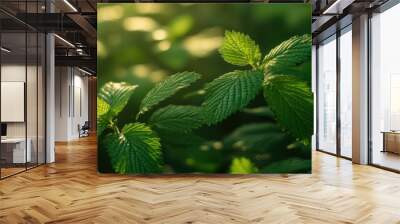 Close-up of vibrant green leaves illuminated by soft light. Wall mural