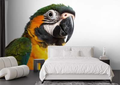 Colorful Parrot Portrait Wall mural