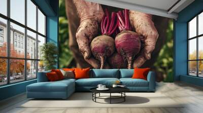 Two freshly harvested beets held in dirty hands, showcasing agricultural work. Wall mural