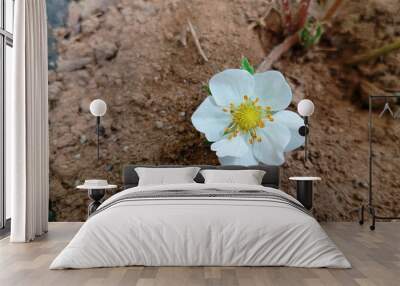 white strawberry flowers on the ground Wall mural