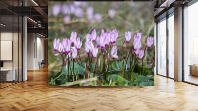 Wild cyclamen hederifolium in forest . Wall mural