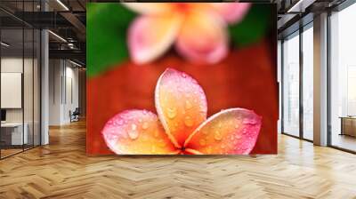 Drop of water on Plumeria, tropical flower Wall mural