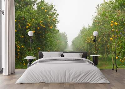 Orange garden in the morning, north of Thailand Wall mural