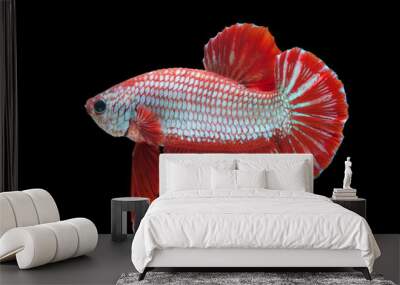 beautiful betta splendens isolated on black background Wall mural