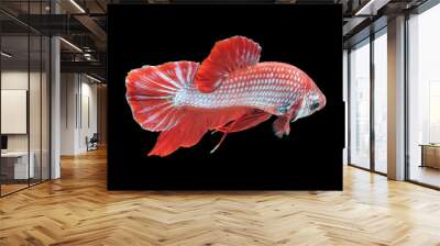 beautiful betta splendens isolated on black background Wall mural