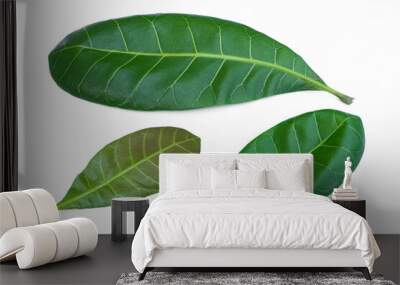 Anacardium occidentale leaves isolated on white background. Wall mural