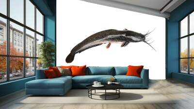 Fresh catfish isolated on white background, Clarias. Wall mural