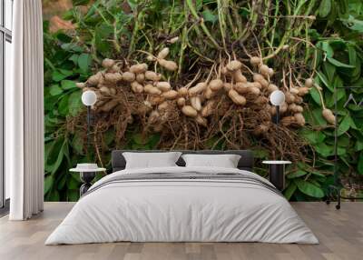 Fresh peanuts plants with roots plants harvest of peanut plants. Wall mural