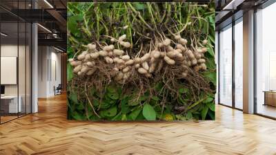 Fresh peanuts plants with roots plants harvest of peanut plants. Wall mural