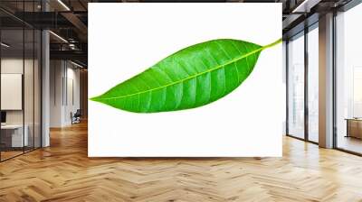 green leaf on white background Wall mural