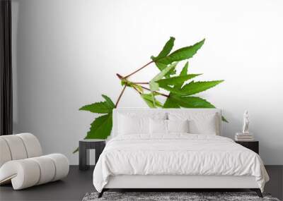 Hibiscus sabdariffa tree isolated on white background. Wall mural