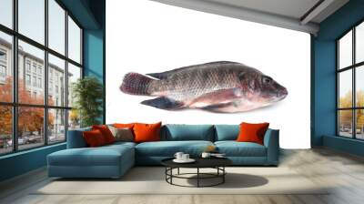 Tilapia fish isolated on white background(Oreochromis niloticus). Wall mural