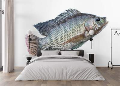 Tilapia fish isolated on white background. Wall mural