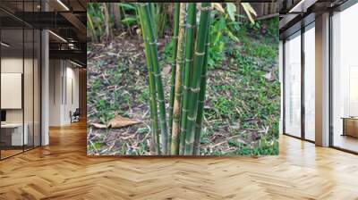 Bamboo tree or Bambusa Multiplex (Lour.) Wall mural