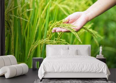 Agriculture cencept, A hand farmer holding a young ear of rice in the green paddy field. Wall mural