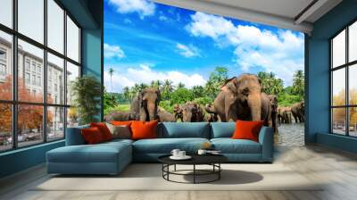 Srilanka elephants in the river Wall mural