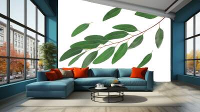 Eucalyptus leaves isolated on white Wall mural