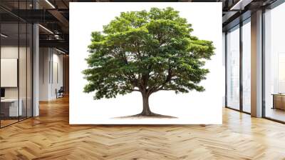 Rain tree isolated on white background.Tropical tree Wall mural