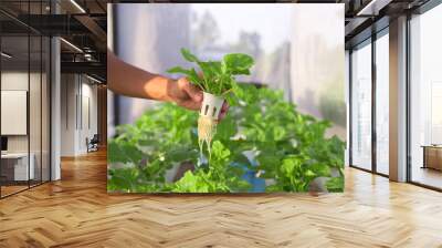 Hand holding chinese cabbage hydroponics in greenhouse, Hydroponics vegetable planting Wall mural