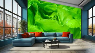 Close-Up organic vegetables green health concept.	 Wall mural