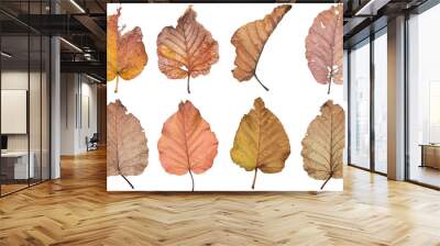 Dry leaf isolated on white background ,with clipping path Wall mural