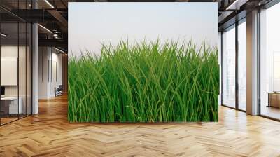 Group of Rice plant, Rice field with blue sky background. Wall mural