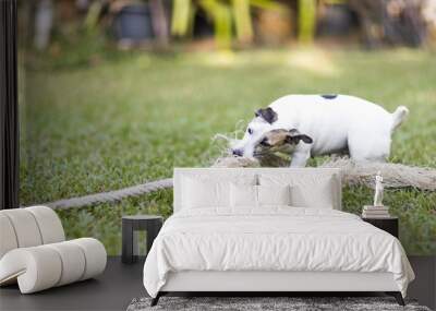 healthy and happy white Dog plays tug with rope toy on green grass at garden Wall mural