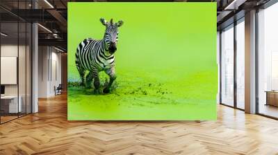 The zebra was running gracefully running in the green water Wall mural