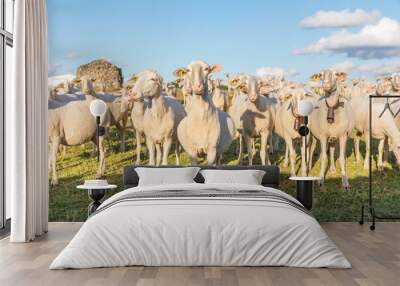 sheep's flock in the forest passing gazing in spring. Wall mural