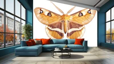 A beautifully detailed close-up of a majestic moth showcasing its vibrant orange and brown patterns and delicate wings. Wall mural