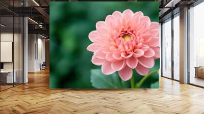 A delicate pink flower with intricate petals and a vibrant center, set against a lush green backdrop, evoking beauty and tranquility. Wall mural