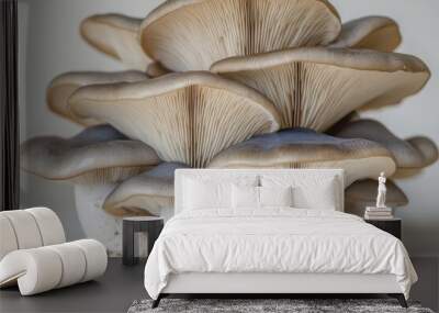 Closeup of king blue oyster mushrooms , isolated on white background,  , copy space for text, Wall mural