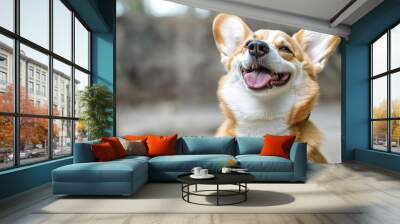 Corgi dog smile and happy in summer sunny day , isolated on white background,  , copy space for text, Wall mural