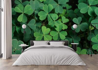 Green background with three-leaved shamrocks, Lucky Irish Four Leaf Clover in the Field for St. Patricks Day holiday symbol. with three-leaved shamrocks, St. Patrick's day holiday symbol. Wall mural