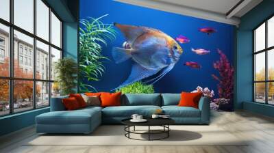 ornamental fish are swimming in the aquarium Wall mural