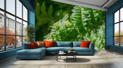 close up of fern leaf Wall mural