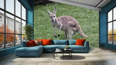 red kangaroo Wall mural