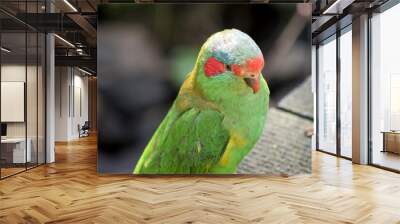 the musk lorikeet is green with red beak and cheeks Wall mural