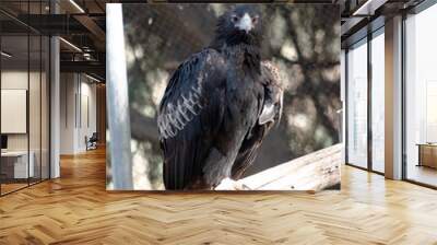 The Wedge-tailed Eagle is a dark brown-black color. The beak of the Wedge-tailed Eagle is pale cream. Wall mural