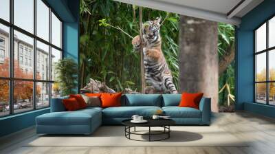 Tiger cubs are born small, blind, and weak. They're born with all their stripes and drink their mother's milk until they are six months old and then only eat meat. Wall mural