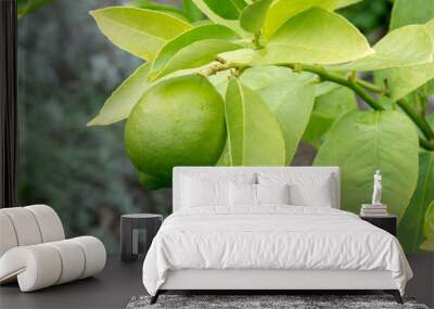 Lime growing on a bright green plant Wall mural