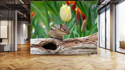 Small rodent  chipmunk climbing over a log in a garden of spring tulips Wall mural