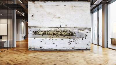 Ant poison trap filled with ants - dead and alive - sitting on old wood - shallow focus Wall mural