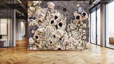 Barnacles and shells encrusted on the rocks by the sea Wall mural