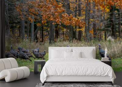 Wild turkeys hunting for food in an autumn woods Wall mural