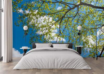 tree crown of a birch tree, fresh green leaves. blue sky with clouds Wall mural