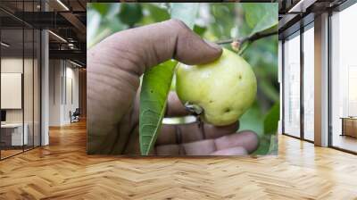 Ripe Guava Temptation: Hand Reaching for Nature's Delight Wall mural