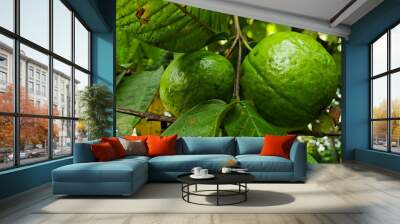 Two green Guava in a tree. Scientific Name: Psidium guajava Wall mural