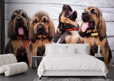 Beautiful puppies Bloodhound on a light background Wall mural